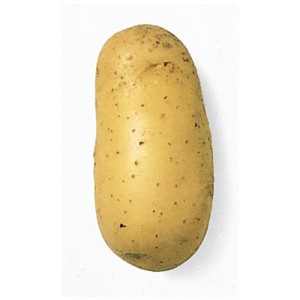 Patata da semina Charlotte, soda, oblunga, ideale per insalata di patate e patate fritte.