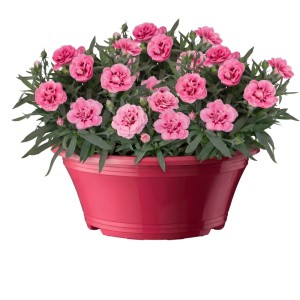 Mélange d'œillets Edel en pot (environ 17 cm) avec des fleurs roses. Coupe décorative plantée pour l'intérieur.