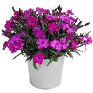 Garofano dei giardini Dianthus Scully Cosmic Beauty in vaso, con fiori rosa brillante e foglie verdi.