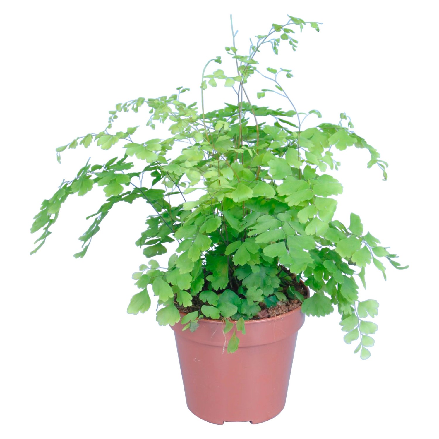 Frauenhaarfarn Fragrans Topf Ø ca. 12 cm kaufen bei OBI