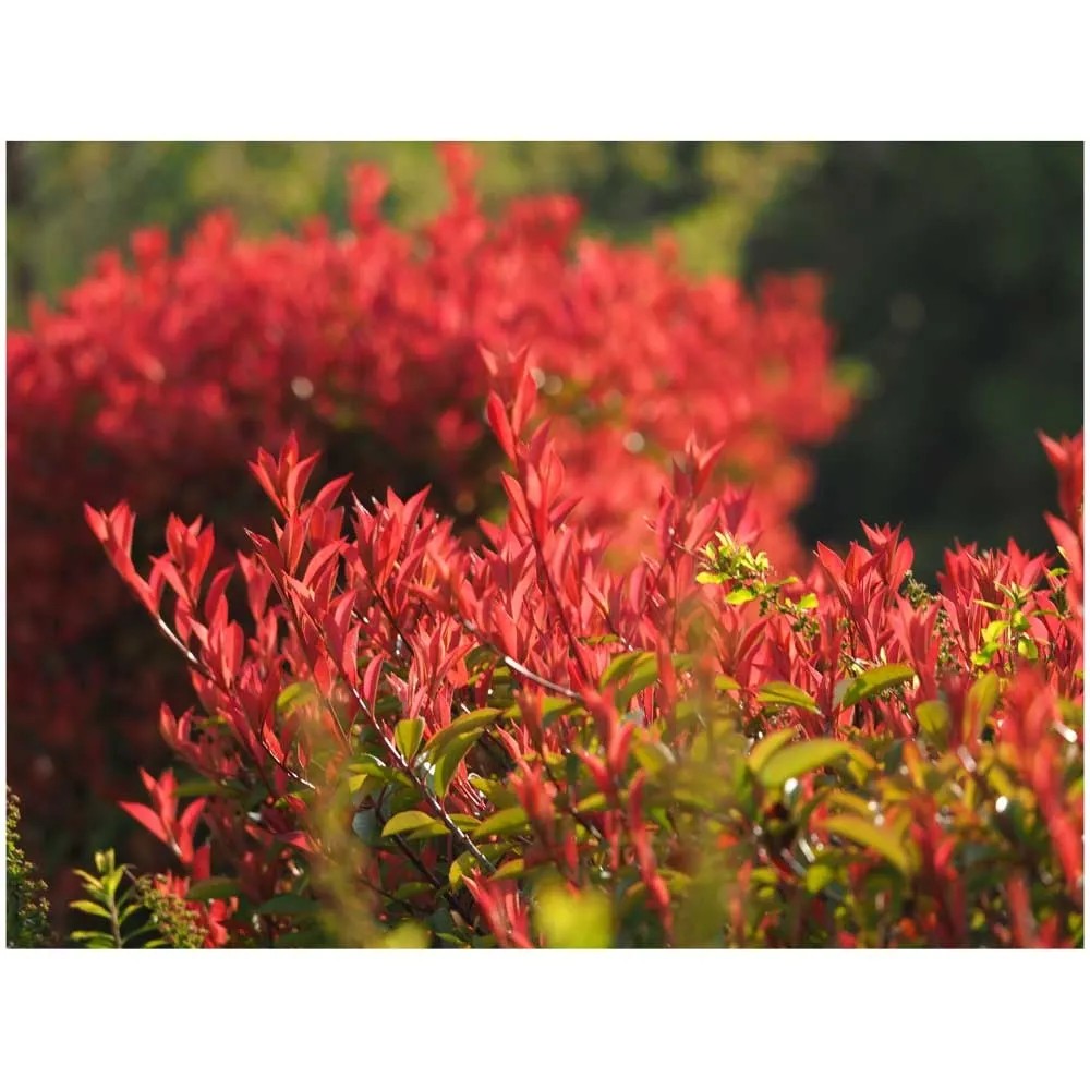 Rote Glanzmispel Red Robin Photinia Topf  10 cm / Hhe 80 - 100 cm