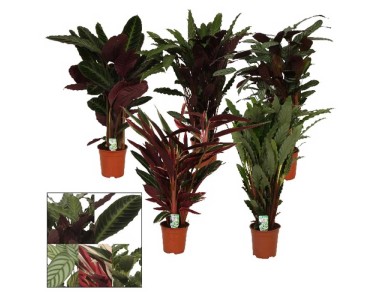monstera bild Monstera Deliciosa Houseplant - Large (22