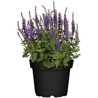 GROW by OBI SteppenSalbei Salvia Blau Topf Ø 19 cm kaufen bei OBI