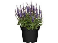 GROW by OBI Steppen-Salbei Salvia Blau Topf Ø 19 cm