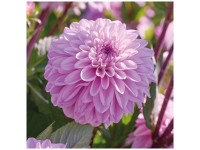 Grow by OBI Dahlien Sweet Surprise Rosa 1 Stk. Grow by OBI Dahlien Sweet Surprise Rosa 1 Stk.