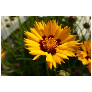 Fiore perenne di Coreopsis giallo-rosso in vaso (5 l).