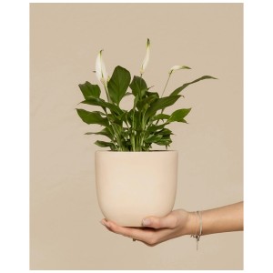 Feey Fleur de lune (Spathiphyllum) à fleurs blanches en pot, tenue par une main.