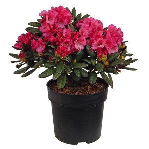 Alpenrose Wine and Roses in vaso: rododendro con fiori rosso intenso e foglie scure.