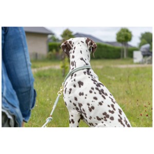 Dalmata con collare Trixie Zug-Stopp Soft Rope Salbei-Mint, Ø 10 mm, circonferenza 45 cm.