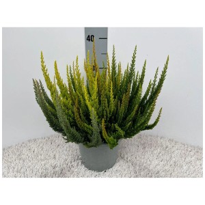 Besenheide Beauty Ladies Sky Five im Topf, eine immergrüne und winterharte Blattschmuckpflanze.