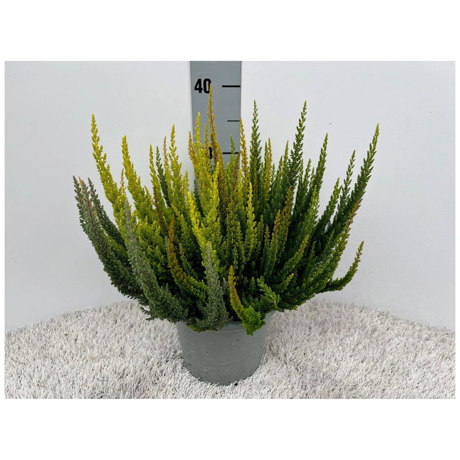 Bruyère Calluna En Pot Bicolore - 12cm - Plante D'extérieur Colorée