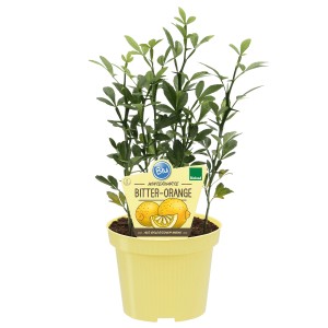 Blu Arancia Amara Bio in vaso, ca. 12 cm. Agrume resistente per giardino e balcone.