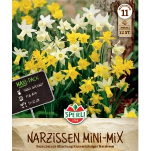 Sperli Narzissen Botanischer Mix, Maxi-Pack mit gelben und weißen Blüten.