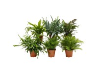 Farne assortiert Topf Ø 17 cm / Höhe 50 cm / 1 Stk.