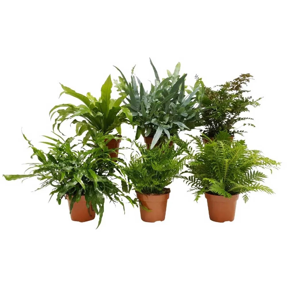 Farne assortiert Topf  17 cm / Hhe 50 cm / 1 Stk.