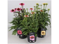Sonnenhut Echinacea verschiedene Farben Topf Ø 19 cm / 1 Stk.