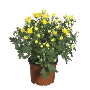 Gelbe Herbst-Chrysantheme (Chrysanthemum indicum) im Topf, ideal für Balkon und Terrasse.