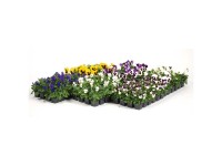 Horn-Veilchen Viola Cornuta Farbenmix 24er-Tray