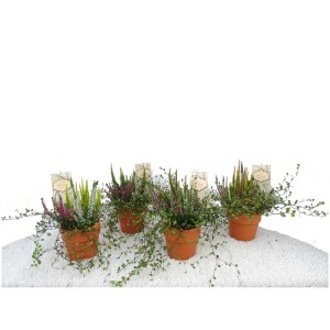 Heide-Mix Calluna et Mühlenbeckia en pot en pierre, pot Ø 12cm, décoration automnale.