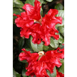 Rododendro nano Repens con fiori rossi e foglie verdi.
