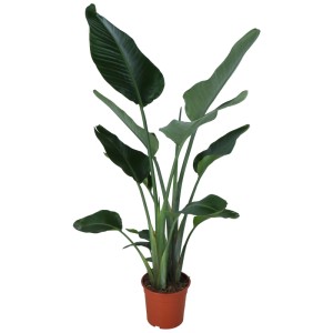 Strelitzia nicolai en pot, env. 100 cm de haut. Plante d'intérieur exotique avec de grandes feuilles vertes.