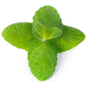 Menta fresca di mele, primo piano delle foglie. Semi di erbe Véritable Lingot per giardino interno.