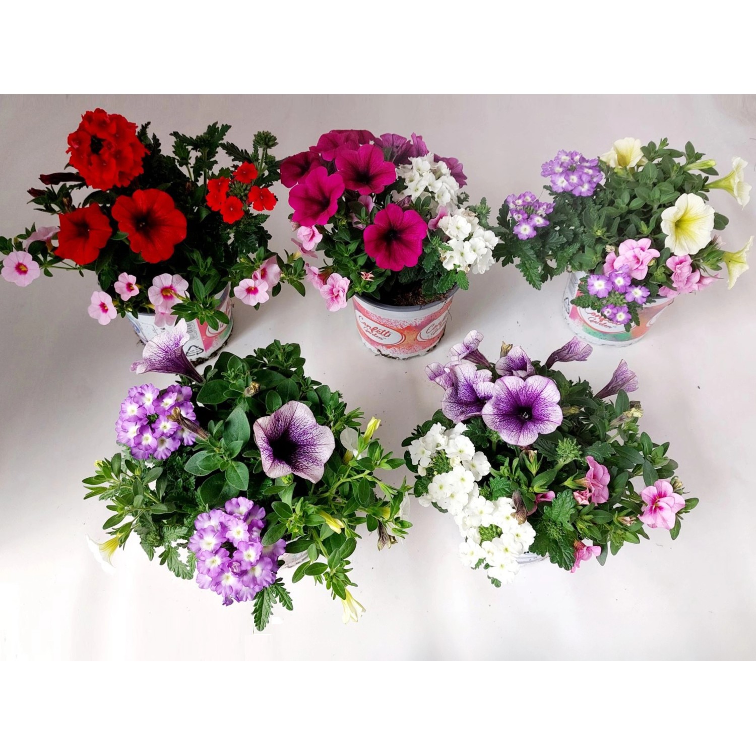 Balkonpflanzen Confetty Garden verschiedene Sorten Topf Ø ca. 14 cm / 1