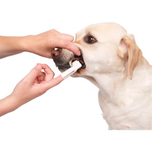 Cane che si fa spazzolare i denti con spazzolino da dito del set per l'igiene dentale Jollypaw.