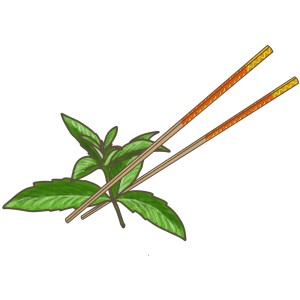 Illustration de coriandre vietnamienne avec des baguettes. Herbes de cuisine pour plats asiatiques.