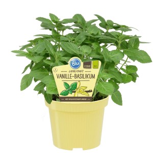 Blu Basilic Vanille en pot (Ø 12cm). Herbes aromatiques pour la cuisine et le jardin.