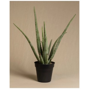 Feey Aloe Vera succulente en pot noir, hauteur env. 30-50 cm.
