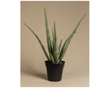 Feey Sukkulente Aloe vera Hhe 30 - 50 cm