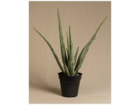 Feey Sukkulente Aloe vera Höhe 30 - 50 cm