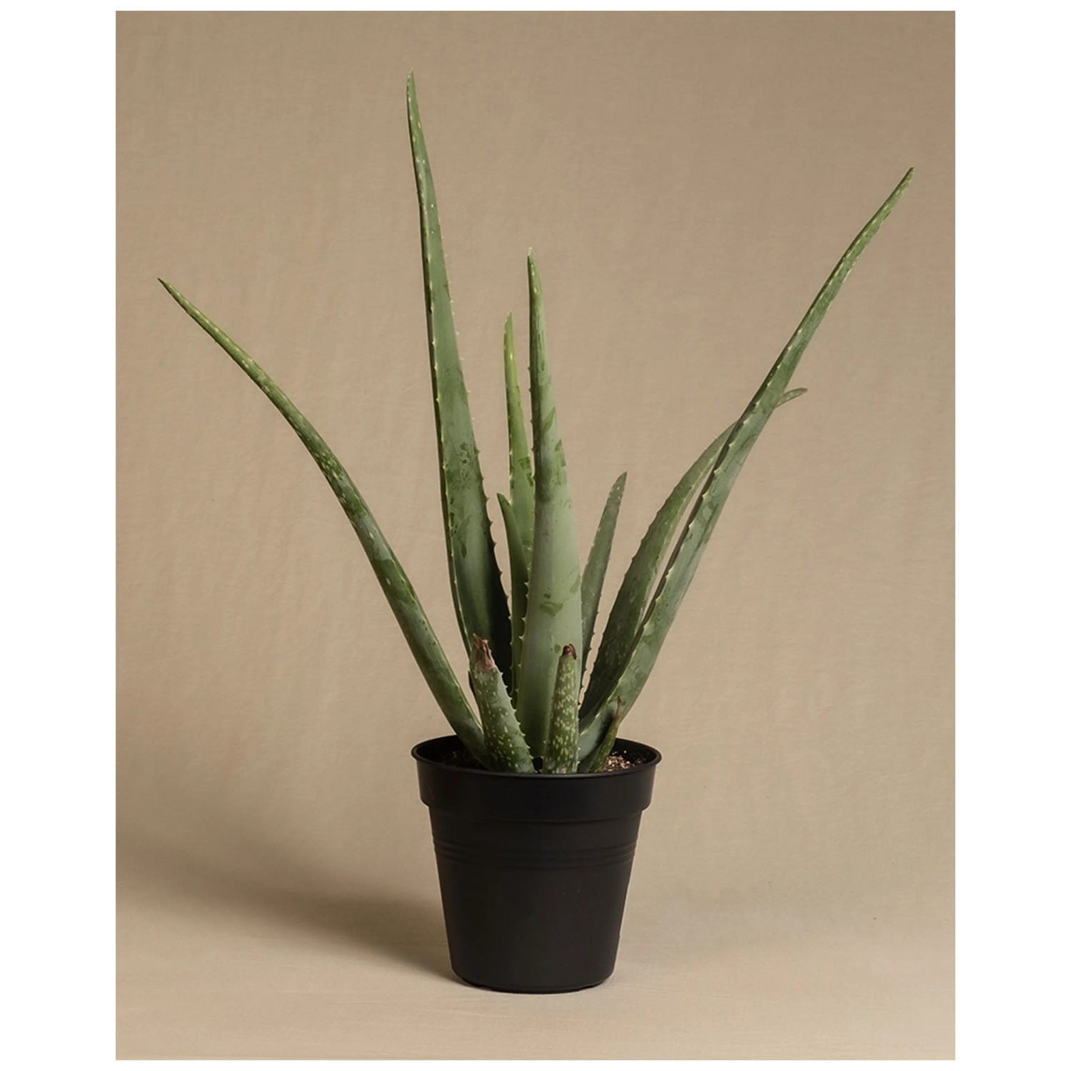 Feey Sukkulente Aloe vera Hhe 30 - 50 cm