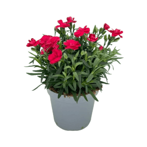 Garofano rosso GROW by OBI Oskar in vaso, altezza circa 30 cm. Pianta fiorita da vaso con foglie verdi.