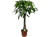 Glückskastanie Pachira aquatica Stamm Topf Ø 21 cm