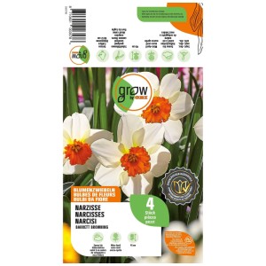 GROW by OBI Narzisse Barret Browning: Weiße Blüten mit orangefarbener Mitte auf Produktverpackung, 4 Blumenzwiebeln.
