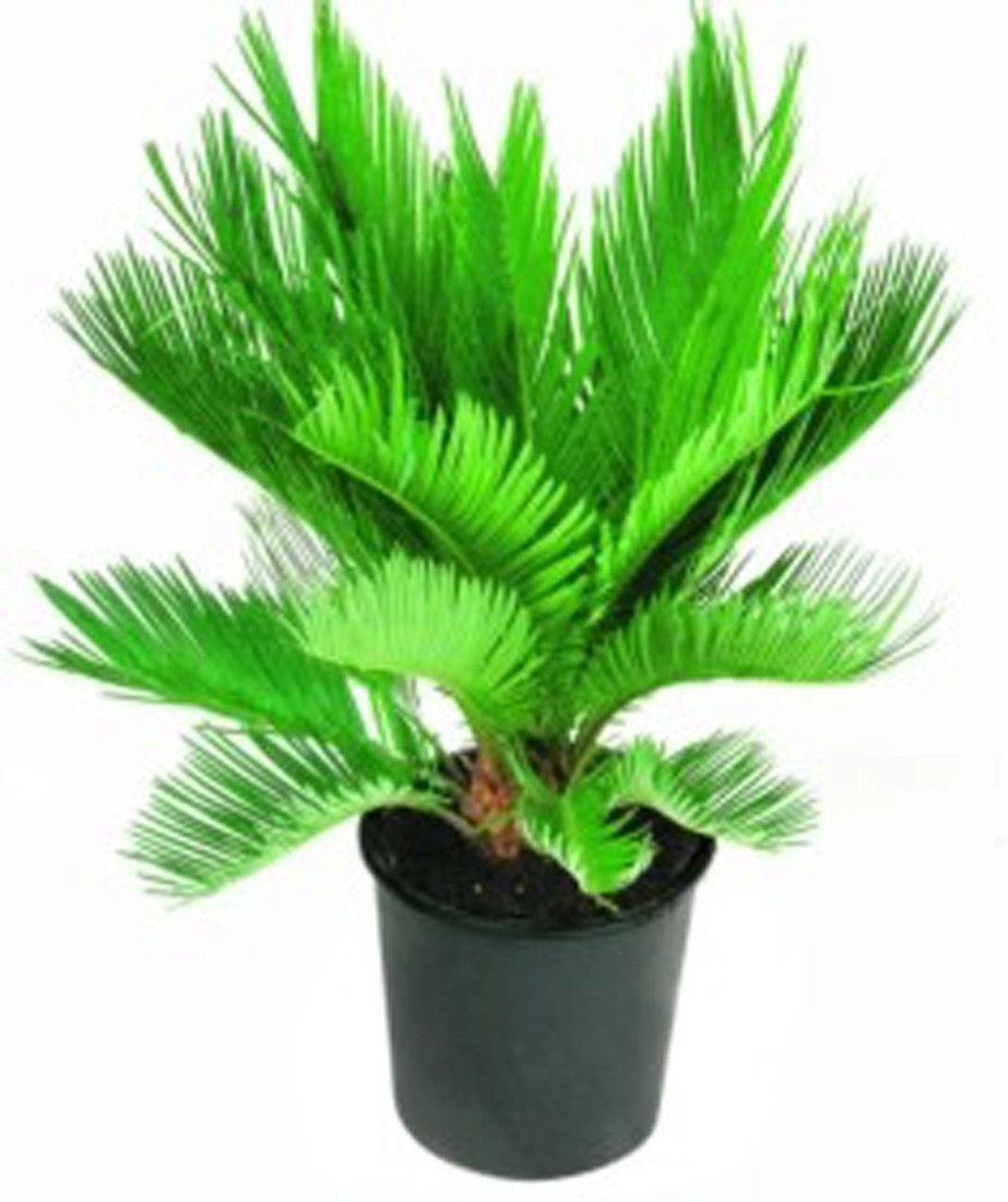 PalmenMix TopfØ 14 cm kaufen bei OBI