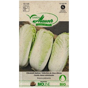 Sachet de graines de chou chinois bio 'Auslese' : Chou compact et cylindrique pour récolte d'automne.