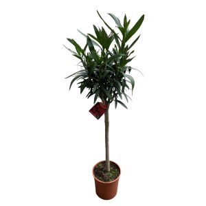 GROW by OBI Oleandro a fusto, varietà rossa in vaso, Ø vaso ca. 20 cm. Pianta fiorita da vaso.