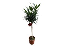 GROW by OBI Oleander Nerium Stamm Rot Topf Ø 20 cm