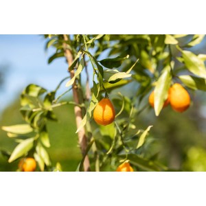 Agrumes avec fruits orange mûrs. L'engrais pour agrumes GROW by OBI pour une croissance saine.