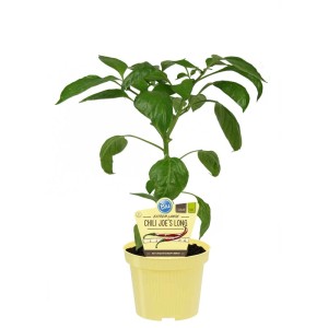 Blu Bio-Chili Joe's Long en pot, feuilles vertes. Variété de piment fort pour endroits ensoleillés.