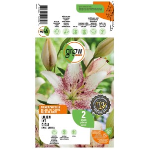 Confezione Grow by OBI Lilium Sweet Zanica, 2 pezzi. Fiori rosso scuro e bianco, adatti per aiuole e vasi.