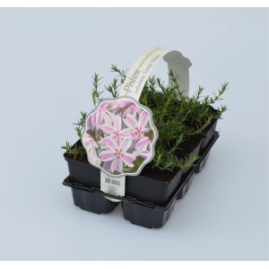 Bodendecker Phlox subulata Stripes im Anzuchttopf mit rosa-weißen Blüten.