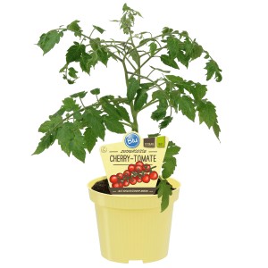 Blu Bio-Cherry-Tomato Pepe en pot jaune, env. 12 cm Ø.