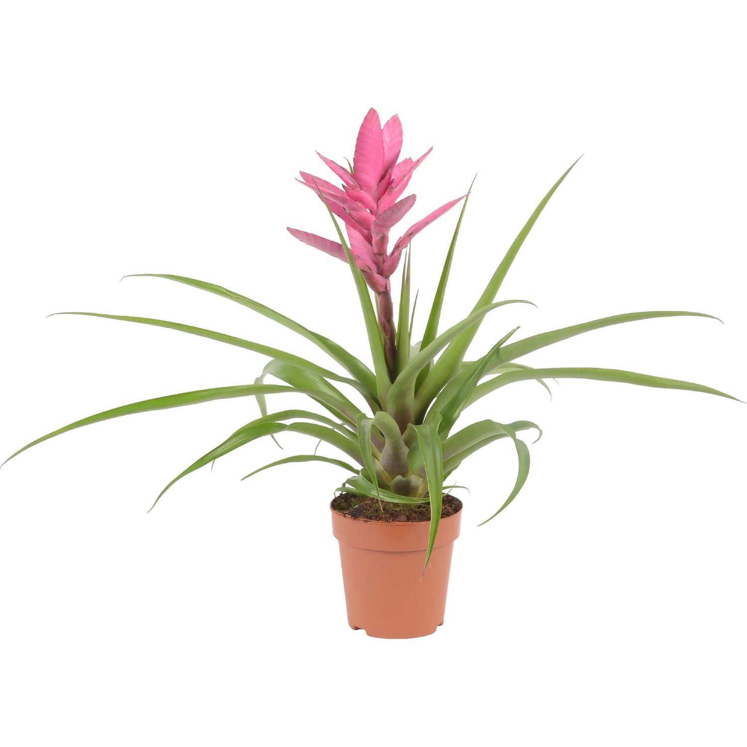 Bromelie Tillandsia Antonio Rosa Topf  12 cm