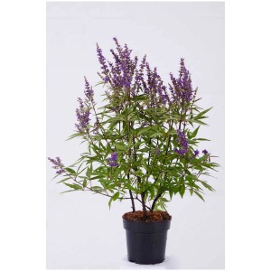Agno casto Delta Blues in vaso, circa 40 cm di altezza, con fiori blu-viola.