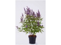 Mönchspfeffer Delta Blues Topf Ø 21 cm / Höhe 40 cm