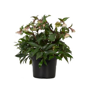 Hellébore 'Winterbells' en pot, fleurs blanches et feuilles vertes. Plante à floraison hivernale.